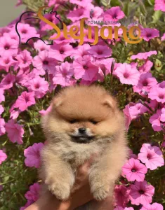  Pomeranian BOO medvídci, Štěňata Pomeranian Spitz