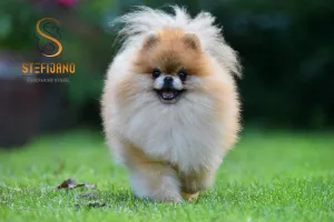  Pomeranian BOO medvídci, Štěňata Pomeranian Spitz