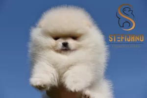 Pomeranian BOO medvídci, Štěňata Pomeranian Spitz