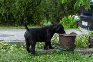  Jihoafrický mastif – Boerboel štěňata