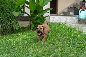  Jihoafrický mastif – Boerboel štěňata
