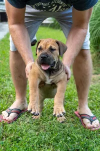  Jihoafrický mastif – Boerboel štěňata