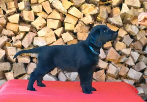  štěně flat coated retriever s PP k odběru