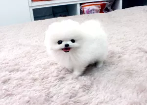  Pomeranian bez Pp