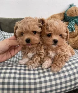  štěňátka Maltipoo