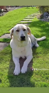  Prodam štěňátka labradora 