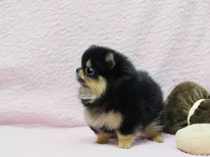  Prodám štěňátka německý špic trpasličí (pomeranian)