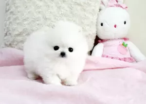  Prodám štěňátka německý špic trpasličí (pomeranian)