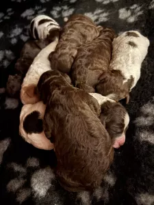  Štěně Lagotto Romagnolo 