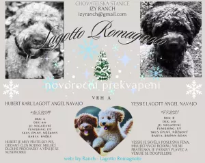 Štěně Lagotto Romagnolo  