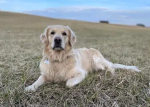  Prodam štěňátka labradora 