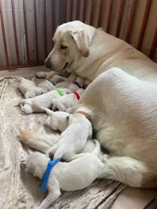  Prodam štěňátka labradora 