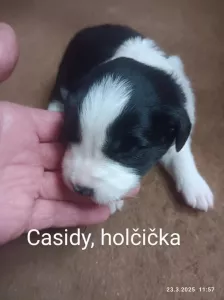 Casidy Přijímám rezervaci na čistokrevná štěňata Border kolie