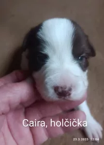 Caira Přijímám rezervaci na čistokrevná štěňata Border kolie