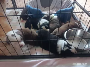  Přijímám rezervaci na čistokrevná štěňata Border kolie
