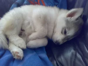  Štěňátka sibiřský husky