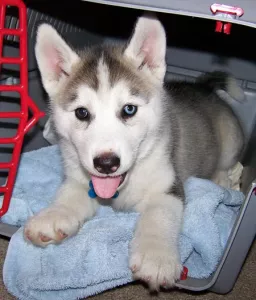  Štěňátka sibiřský husky