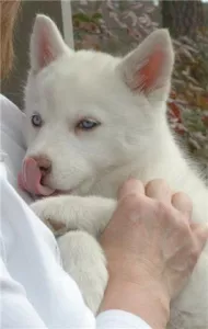  Štěňátka sibiřský husky