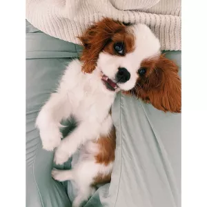 kavalír king charles španěl štěňata