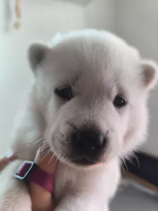 Bibi Kishu Inu (Goro bílý pes)