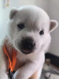 Banira Kishu Inu (Goro bílý pes)