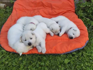 Kishu Inu (Goro bílý pes) 