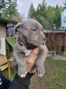  Americký pitbull
