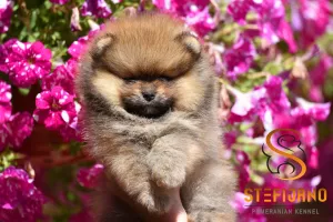  Pomeranian BOO medvídci, Štěňata Pomeranian Spitz