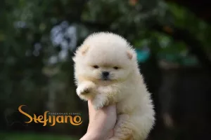  Pomeranian BOO medvídci, Štěňata Pomeranian Spitz