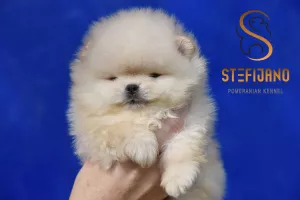  Pomeranian BOO medvídci, Štěňata Pomeranian Spitz