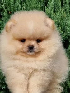  Pomeranian BOO medvídci, Štěňata Pomeranian Spitz