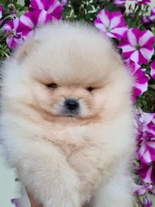  Pomeranian BOO medvídci, Štěňata Pomeranian Spitz