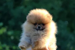 Pomeranian BOO medvídci, Štěňata Pomeranian Spitz 