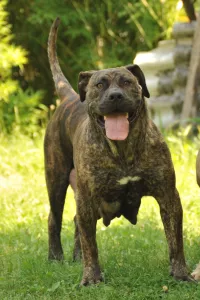  Jihoafrický mastif – štěňata Boerboela