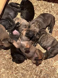  Jihoafrický mastif – štěňata Boerboela