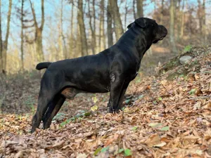 Jihoafrický mastif – štěňata Boerboela