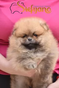  Pomeranian Spitz Boo Štěňata 
