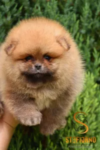  Pomeranian Spitz Boo Štěňata 