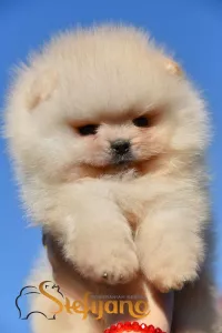  Pomeranian Spitz Boo Štěňata 