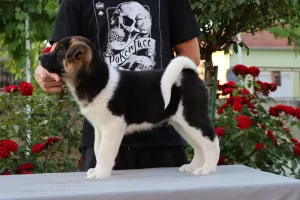  Americká Akita štěňata