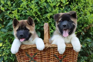  Americká Akita štěňata