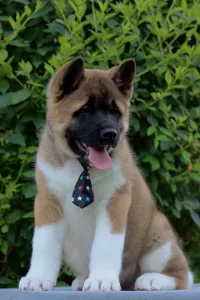  Americká Akita štěňata