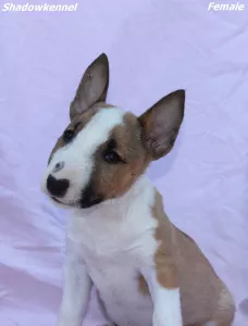  Mini bulteriér štěňata