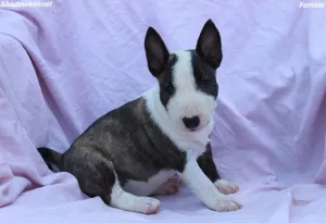  Mini bulteriér štěňata