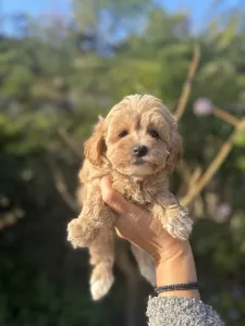  Maltipoo štěňata