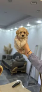 Maltipoo štěňata