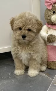  Maltipoo štěňata
