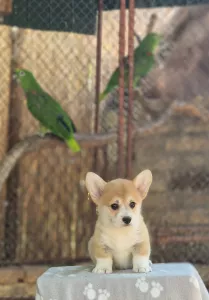 Welsh Corgi Pembroke - Krásná Štěňata