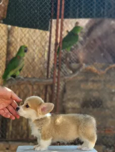  Welsh Corgi Pembroke - Krásná Štěňata