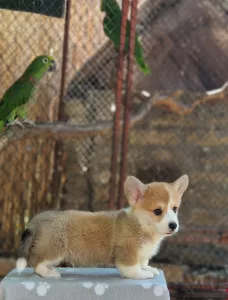  Welsh Corgi Pembroke - Krásná Štěňata